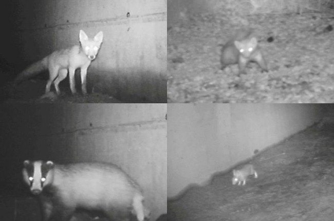 Alcuni degli animali ripresi dalle telecamere sotterranee 