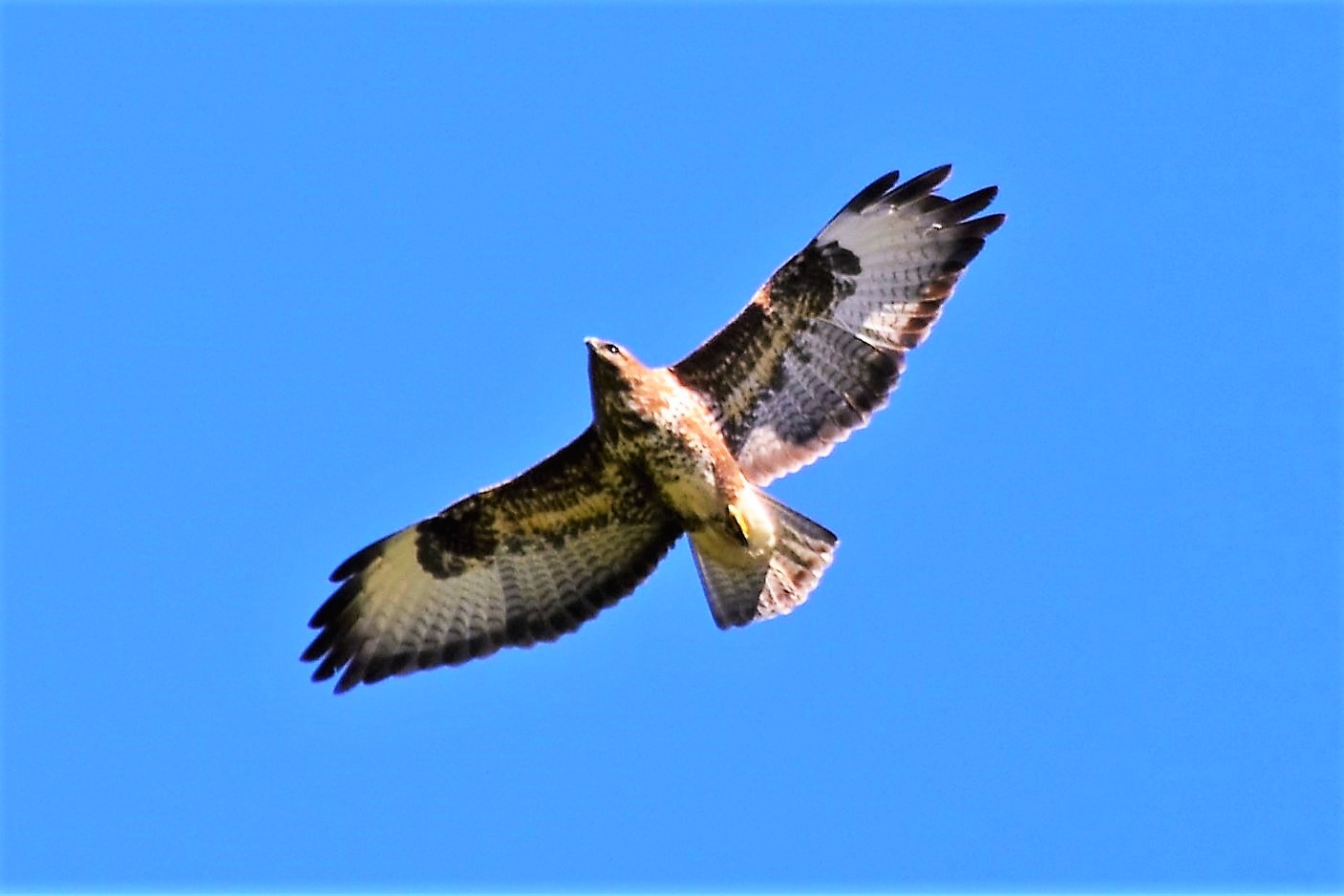 La Poiana è un ottimo predatore che resta appollaiato su un posatoio