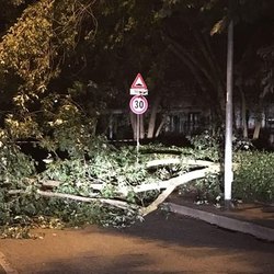 Un albero caduto in seguito al maltempo 
