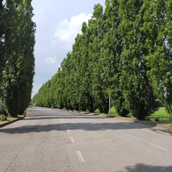 I due filari di alberi di via Galvani oggetto del provvedimento di taglio del Comune di Peschiera Borromeo 