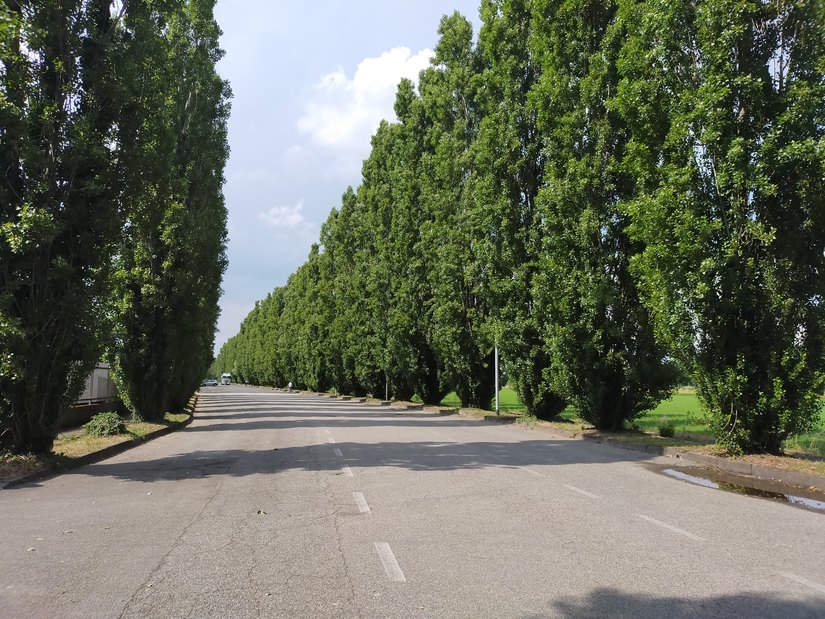 I due filari di alberi di via Galvani oggetto del provvedimento di taglio del Comune di Peschiera Borromeo 