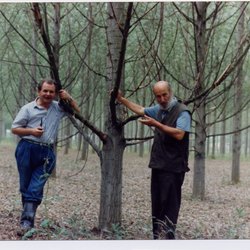 A sinistra il dr. Giuseppe Frison in una foto del 1995 tratto dalla pubblicazione «Prove sulla potatura del pioppo» 