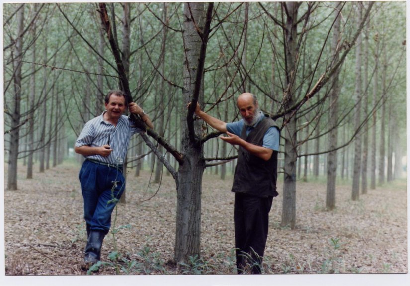 A sinistra il dr. Giuseppe Frison in una foto del 1995 tratto dalla pubblicazione «Prove sulla potatura del pioppo» 