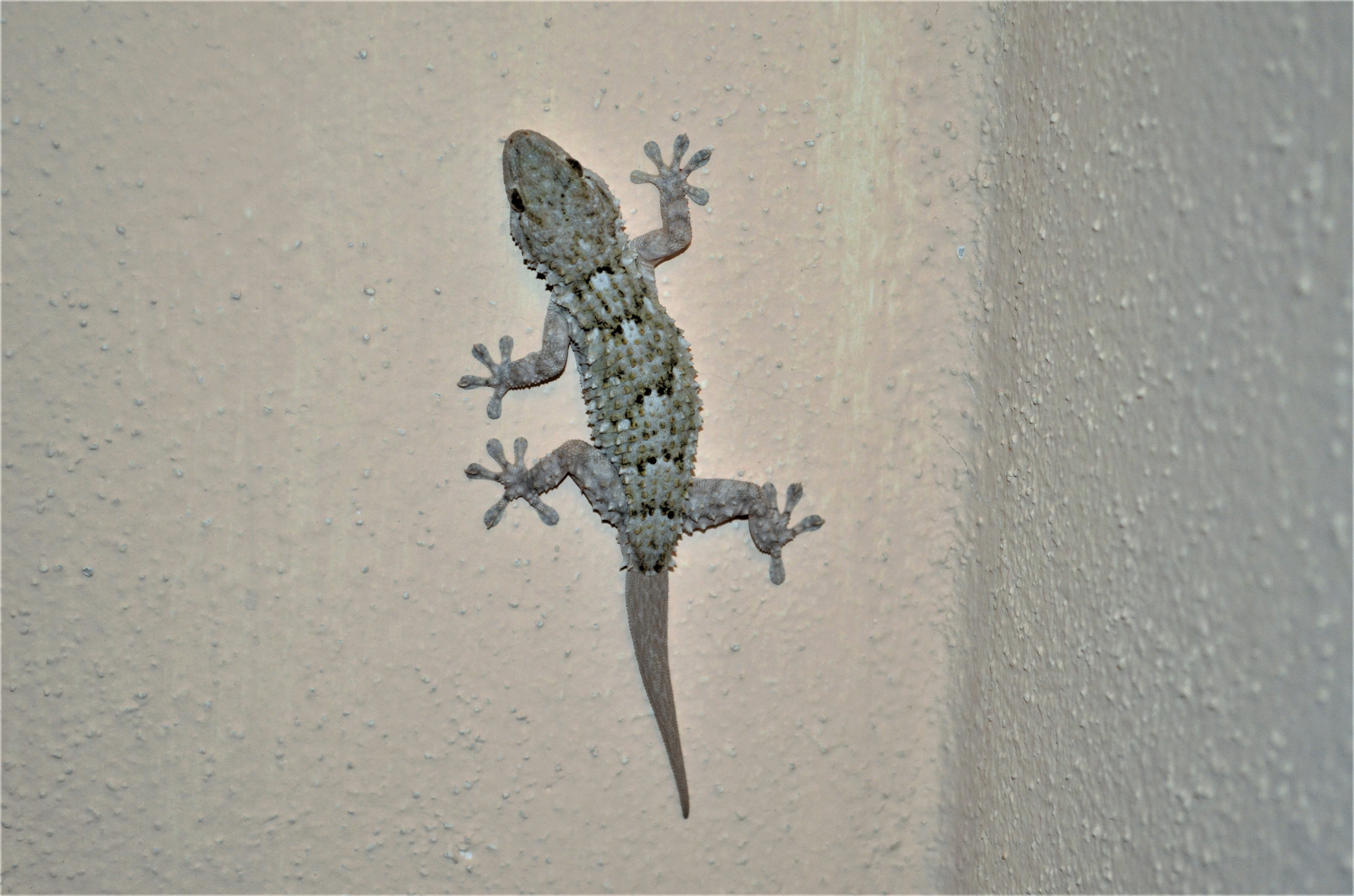Ag45 Gecko rettile GECO GEKO ricamate STAFFA immagine applicazione Patch rappezzi animale 