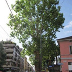 Platano comune, Milano (viale Affori, ang. via Astesani)