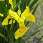Un incredibile fiore, bellissimo, l' Iris acquatico