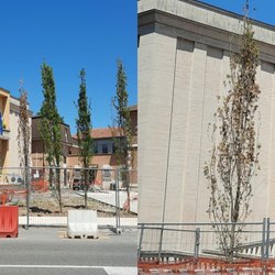 Piazza Mazzini e gli alberi sotto accusa 