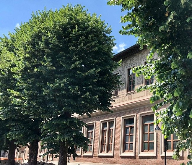 Gli imponenti tigli di via Mazzini a Paullo 