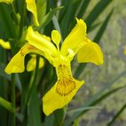 Iris acquatico