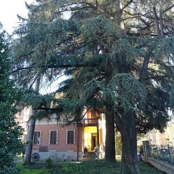 Villa Angelino e i cedri dell'Himalaya recentemente abbattuti, da cui il Comitato ha tratto ispirazione 