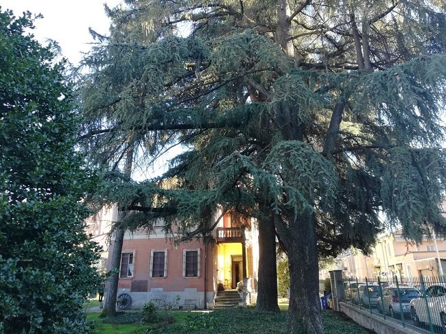 Villa Angelino e i cedri dell'Himalaya recentemente abbattuti, da cui il Comitato ha tratto ispirazione 