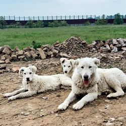 I tre esemplari di pastore maremmano soccorsi a Dresano 