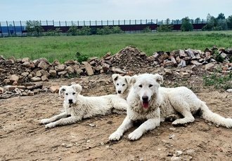 I tre esemplari di pastore maremmano soccorsi a Dresano 