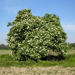 L'albero di sambuco nero detto anche sambuco comune 