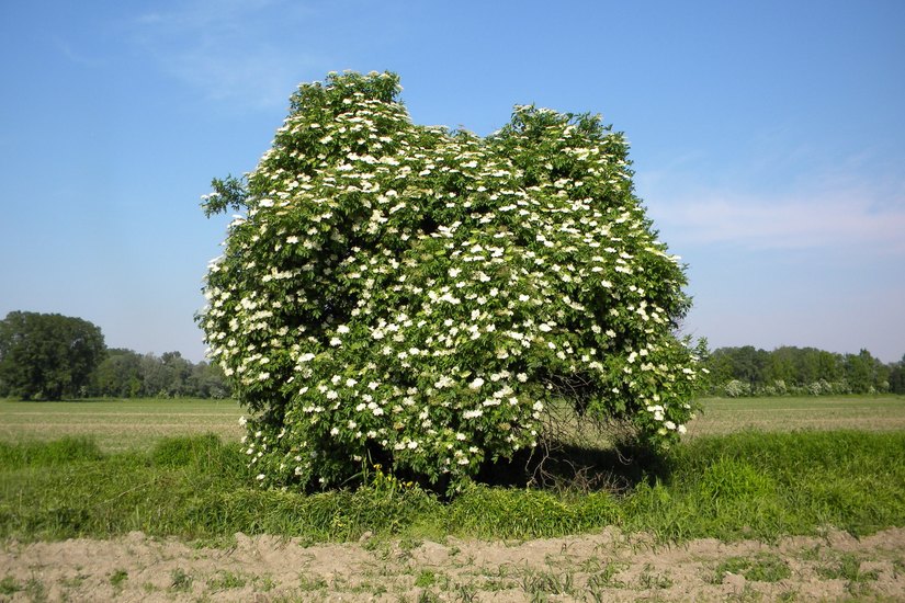 L'albero di sambuco nero detto anche sambuco comune 