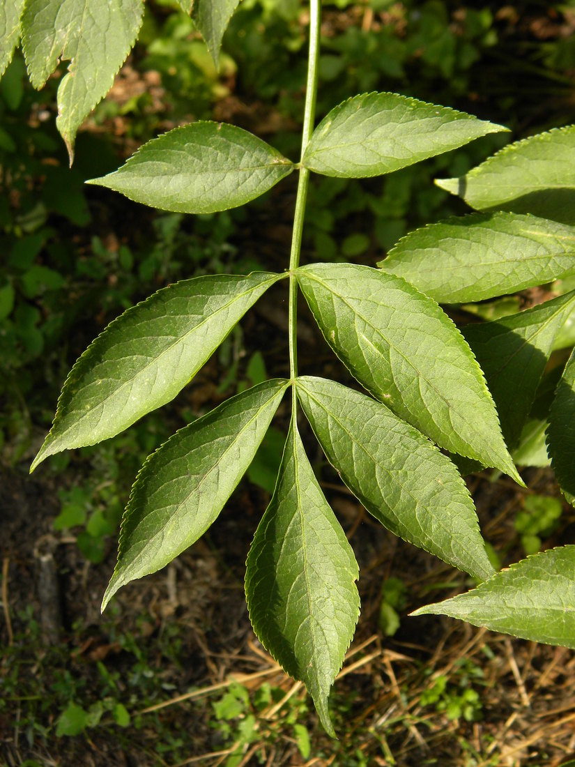 Le foglie del sambuco 