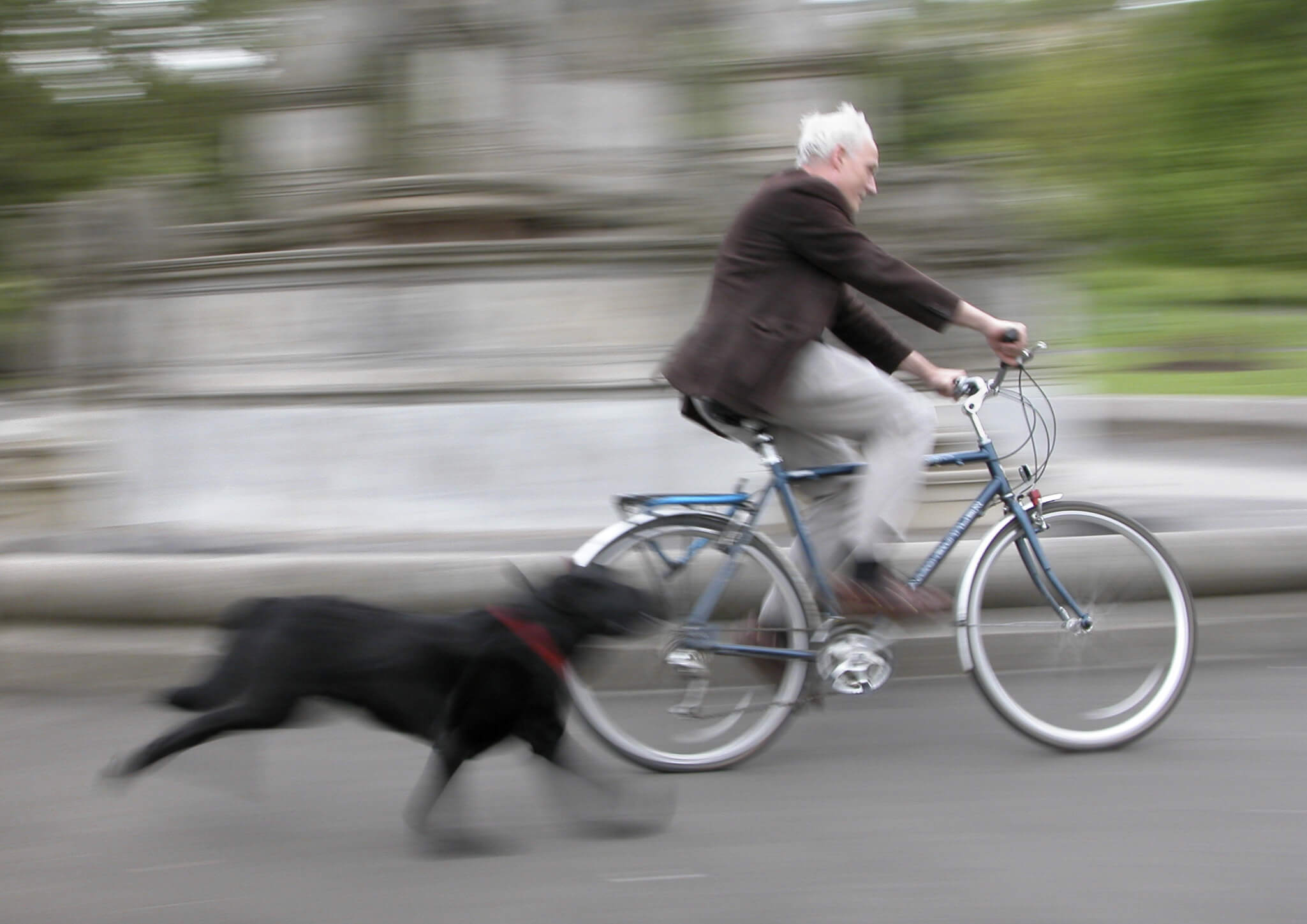 Condurre il cane mentre si guida la bicicletta, è pericoloso per la sua  salute e vietato dalla Codice della strada per questioni legate alla  sicurezza - Amici animali - 7giorni