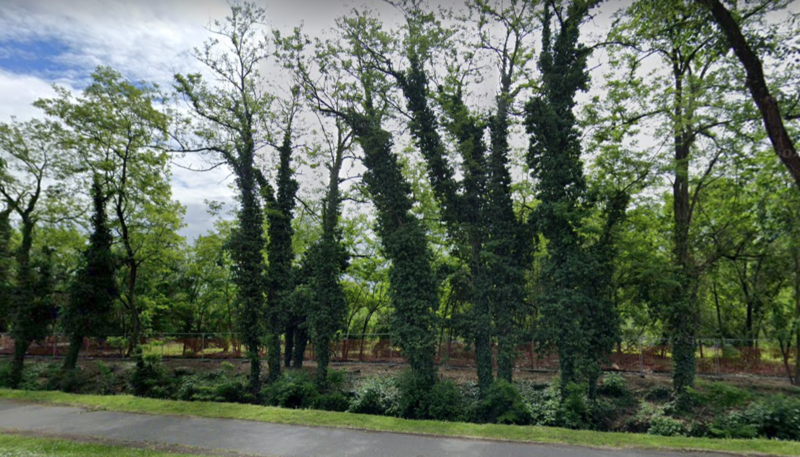 Il Bosco spontaneo nell'area denominata De Gasperi Ovest 