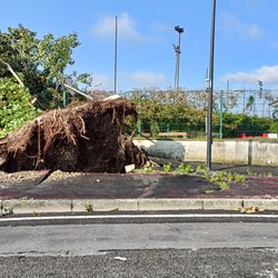 Peschiera Borromeo, il grosso albero caduto in via Mazzola, di fianco alla Scuola materna di Mezzate 