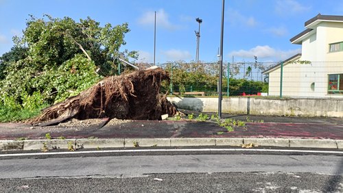Peschiera Borromeo, il grosso albero caduto in via Mazzola, di fianco alla Scuola materna di Mezzate 