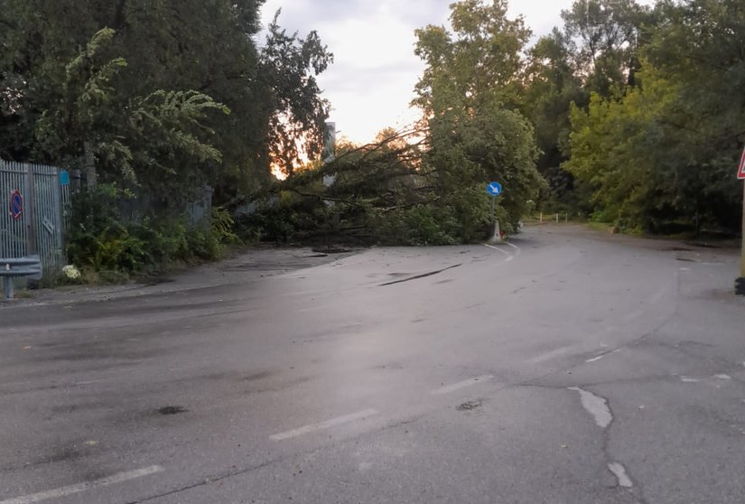 Idroscalo di Milano albero caduto 