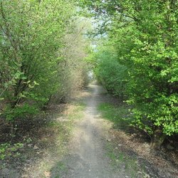 Un sentiero nell'oasi del Carengione 