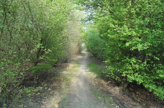 Un sentiero nell'oasi del Carengione 