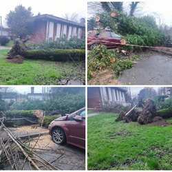 L'albero a dopiio tronco caduto nella notte nel cortile della scuola di San Bovio 