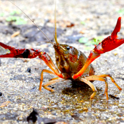 Un esemplare di gambero rosso della Louisiana 
