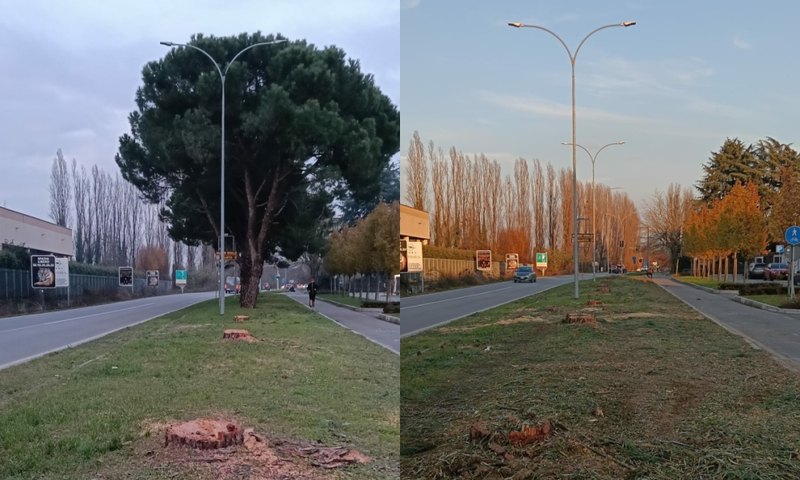 I bellissimi pini marittimi tagliati in via 2 Giugno 