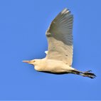 Airone guardabuoi