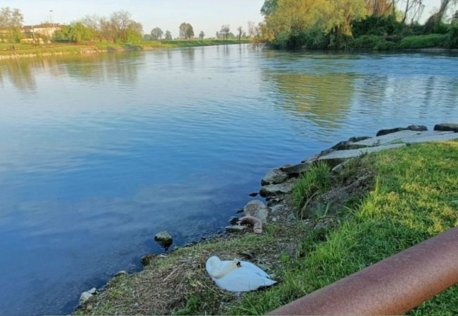La femmina intenta a covare le sue uova sulle sponde della Muzza 