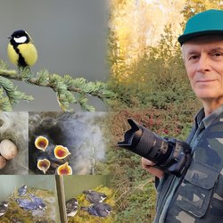 Walter Ferrari, natualista e divulgatore e la covata della Cinciallegra 