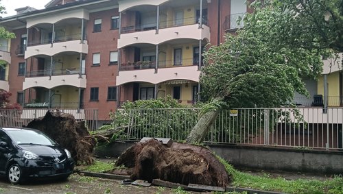 Due dei tre alberi caduti sul condominio di via Mazzola 