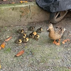 Mamma anatra e i suoi piccoli tratti in salvo a Paullo 