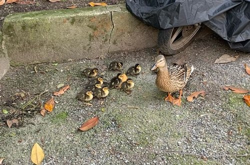 Mamma anatra e i suoi piccoli tratti in salvo a Paullo 