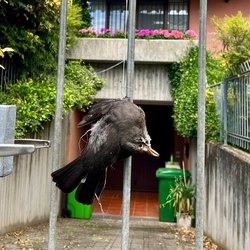 Il povero animale appeso alla cancellata dell'abitazione del sindaco di Segrate 