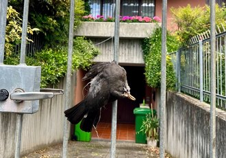 Il povero animale appeso alla cancellata dell'abitazione del sindaco di Segrate 