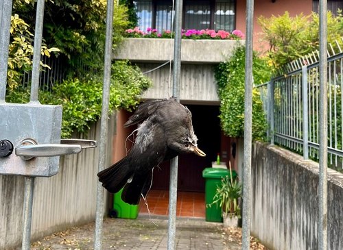 Il povero animale appeso alla cancellata dell'abitazione del sindaco di Segrate 