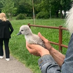 Il cignetto appena tratto in salvo dalla corrente della Muzza 