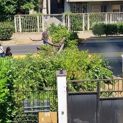 L'albero crollato sulla strada 