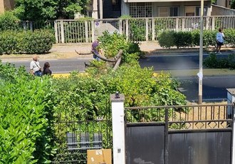 L'albero crollato sulla strada 