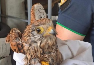 Il piccolo rapace salvato dalla Polizia Locale di Mediglia 