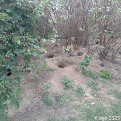 I danni delle nutrie in una foto postata dal Sindaco Segala 