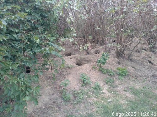 I danni delle nutrie in una foto postata dal Sindaco Segala 