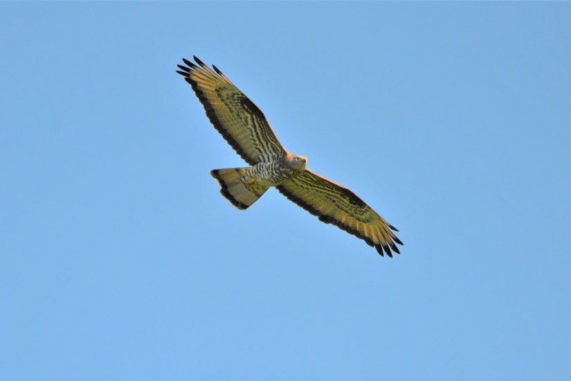 Il falco pecchiaiolo 