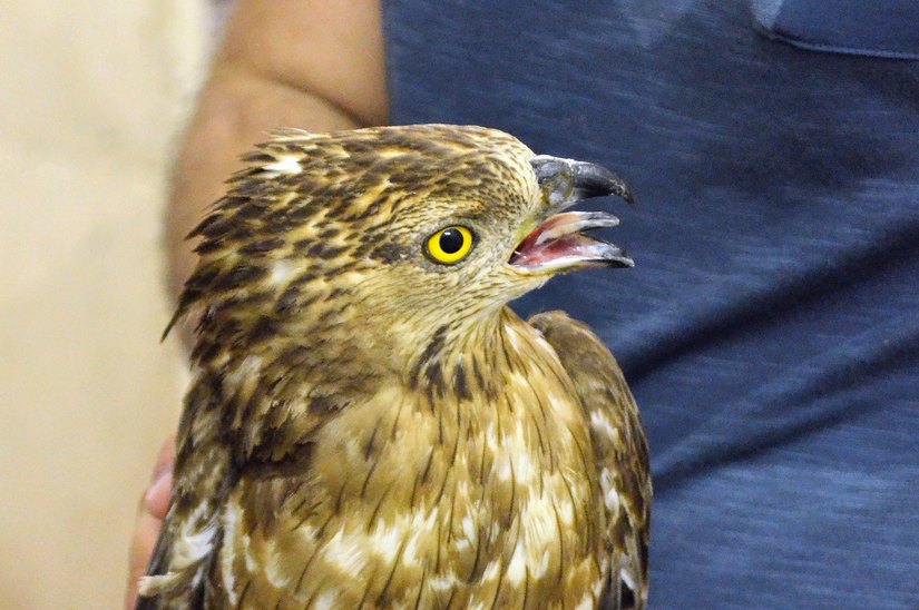Il falco pecchiaiolo 