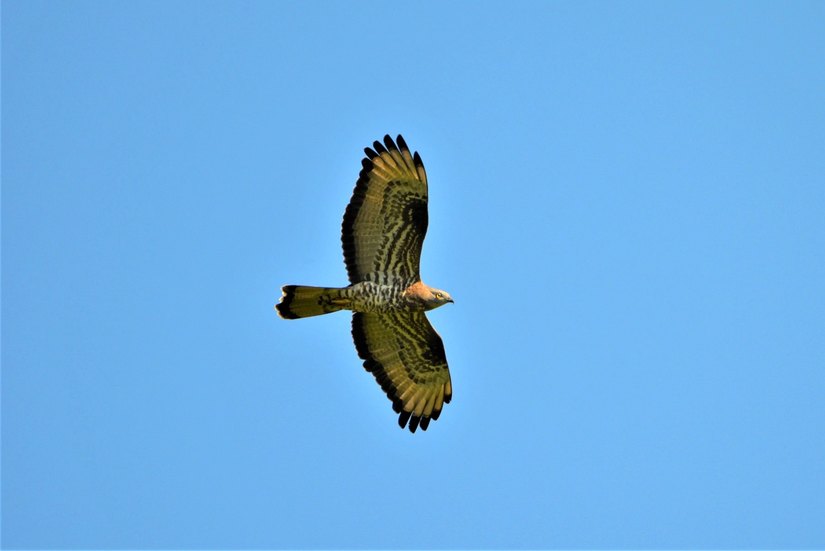 Il falco pecchiaiolo 