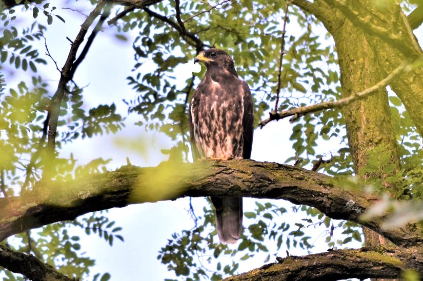 Il falco pecchiaiolo 