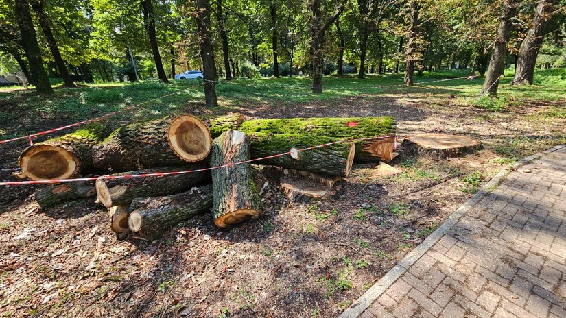 Pioppi tagliati nel Parco Trepalle 